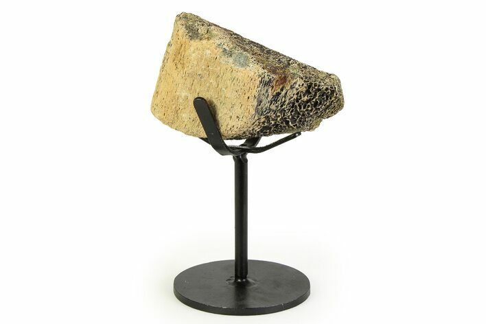 Fossil Triceratops Limb Section w/ Metal Stand - South Dakota #354352